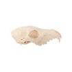 3D-printed fox skull for self-painting (16cm)